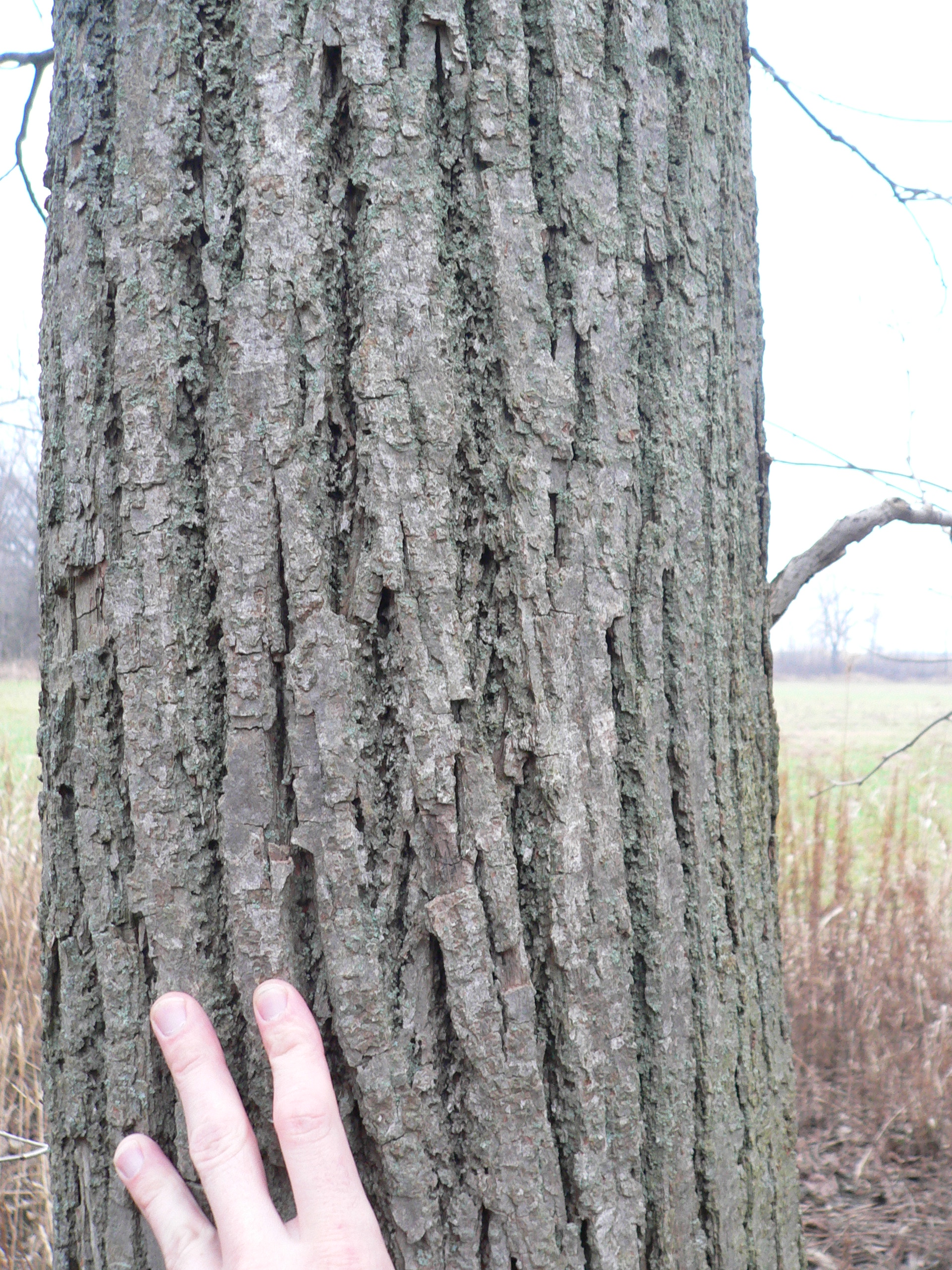 Basswood Bark